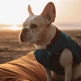 Lit pour chien 